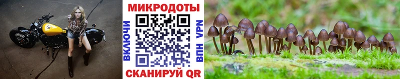 Галлюциногенные грибы Psilocybe  Лысьва 